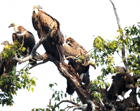 Vultures return to Shuklaphanta National Park