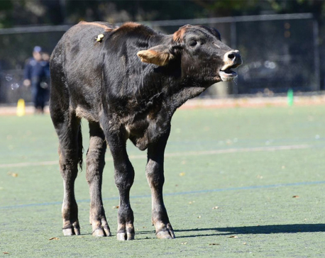 New York police round up wandering cow in Brooklyn Park