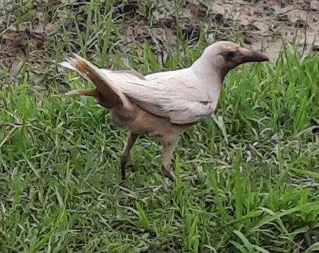 Rare white crow spotted in Rautahat