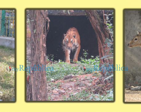 Animals at Jawalakhel zoo miss humans, others enjoy the peace
