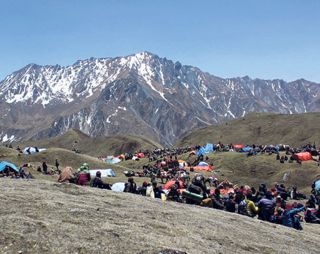 49 arrested for illegally entering Dolpa to pick Yarsagumba
