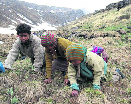 Manang locals set out for highlands to collect yarsagumba