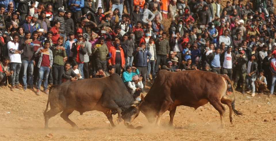 Ox fighting in Betrawati (with video)