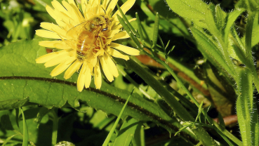 Save the bees (and time and money) by creating a bee lawn