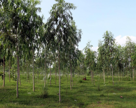 Ncell supports reforestation, conservation activities