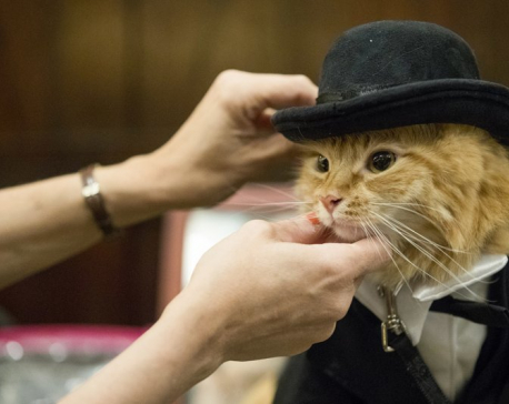 The Algonquin Hotel throws a ‘purrty,’ feline fashion show