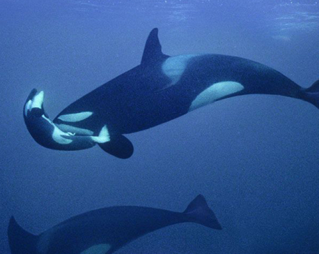 Killer whale's 'tour of grief' over as it lets go of dead calf after 17 days