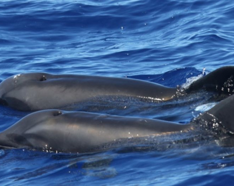 New Whale-Dolphin hybrid discovered by scientists in Hawaii
