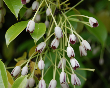 Originating from Nepal's jungles, “sausage vine” plant is famous in the UK, yet remains unknown in Nepal