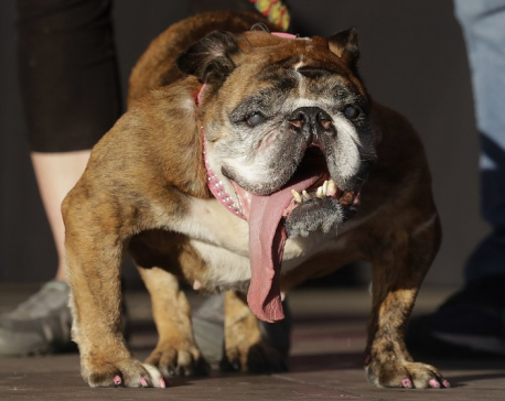 Zsa Zsa, the English bulldog, wins World’s Ugliest Dog title