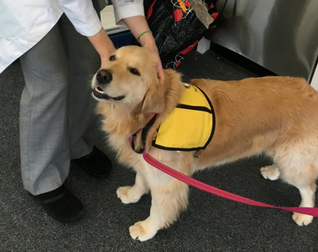 Therapy dogs can spread superbugs to kids, hospital finds