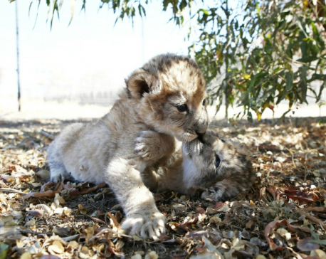 S.African lion cubs conceived artificially in world first