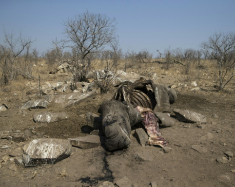 Slaughtered rhino embodies S.Africa's poaching crisis