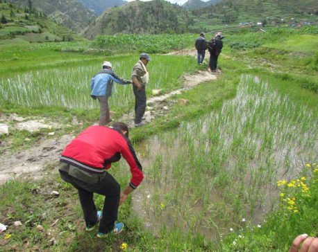 Farmers start cultivating Kalimarsi rice varieties