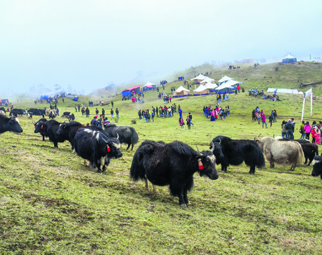 High-altitude yak festival draws tourists from India, China and Bhutan
