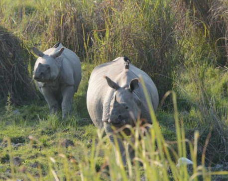 India, Nepal to sign deal to boost conservation of rhinos, tigers: report