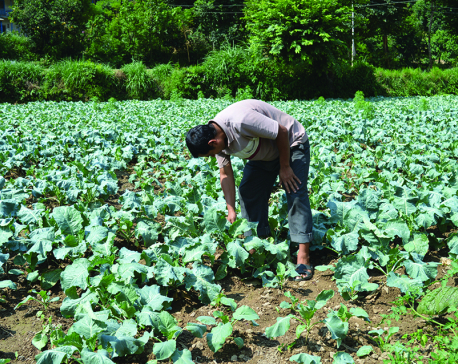 Growing number of farmers getting into vegetable farming in Pyuthan