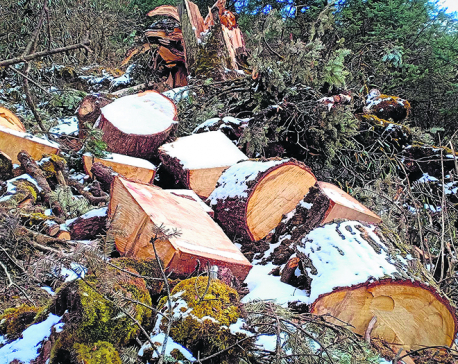 Tourism boom abets deforestation and encroachment in Kalinchowk