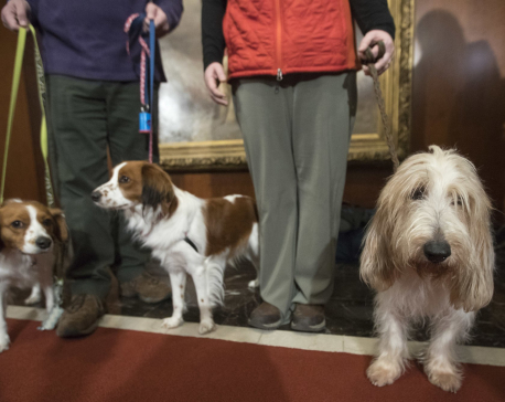 Kooiker-huh? An intro to Westminster dog show’s new breeds