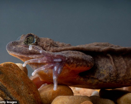 The 'World's Loneliest Frog' Romeo finally finds his Juliet after years spent alone