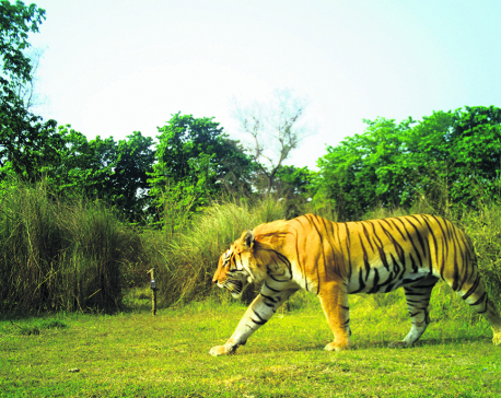 Nepal poised to become first country to double tiger population