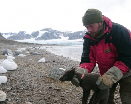 Arctic fox walks more than 2,700 miles from Norway to Canada