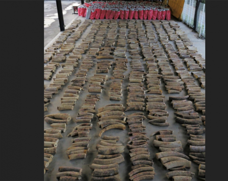Singapore seizes ivory from nearly 300 elephants in record haul