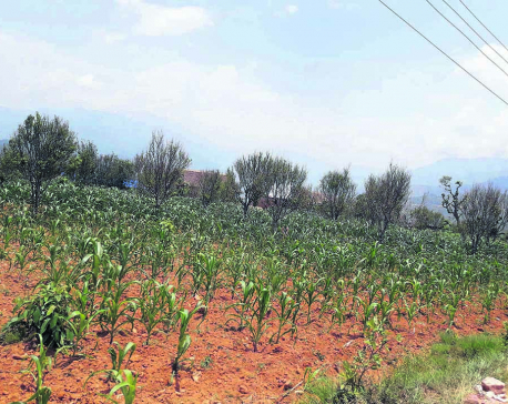 With no rains, maize dries up in Khotang