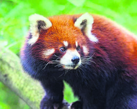 'Forest Guardian' for endangered red panda conservation