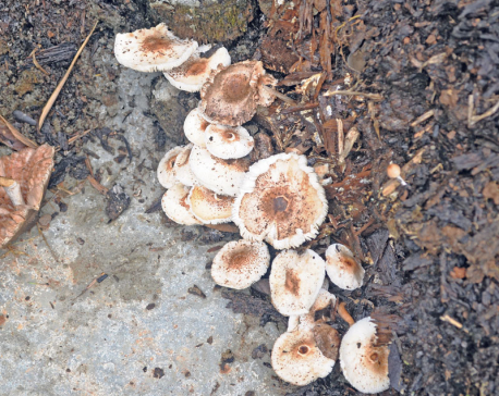 Palpa police launch campaign  against wild mushroom