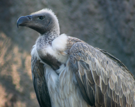 Endangered vultures at Balankhola river