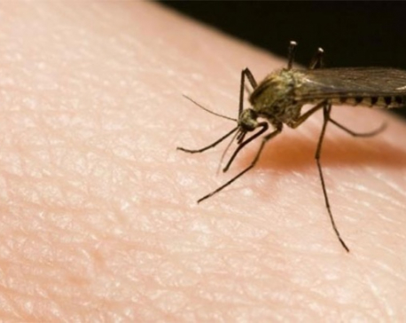 GM fungus wipes out 99% of malaria mosquitoes