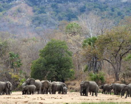 Zero elephants poached in a year in top Africa wildlife park