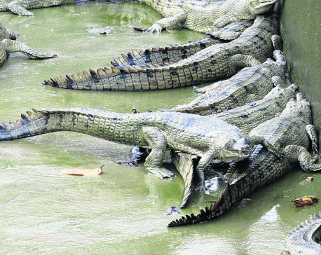 Fishing nets prove fatal for endangered gharials