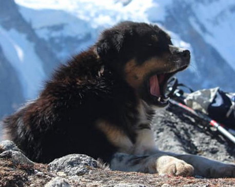 Mera, the first canine to ascent a 7,000-meter Baruntse  peak