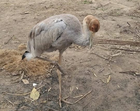 Siberian cranes at SNP to avoid cold