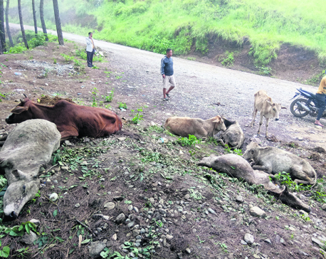 Committees start probe into mysterious cow deaths