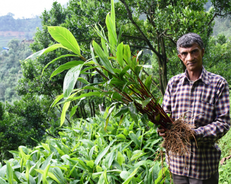 Cardamom farming: A success story from Kavre