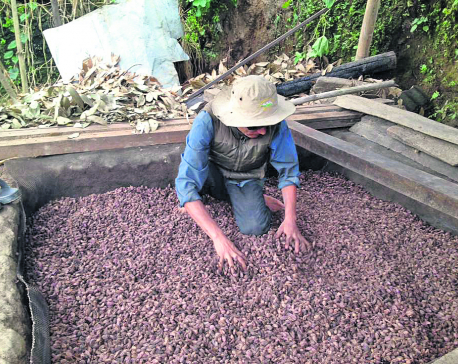 Farmers worried as cardamom prices fall