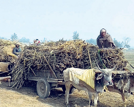 Closure of sugar mill affects Rautahat farmers