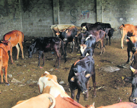 Roaming cattle cause traffic chaos in Pokhara