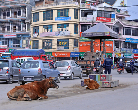 Pokhara city starts ear-tagging cattle