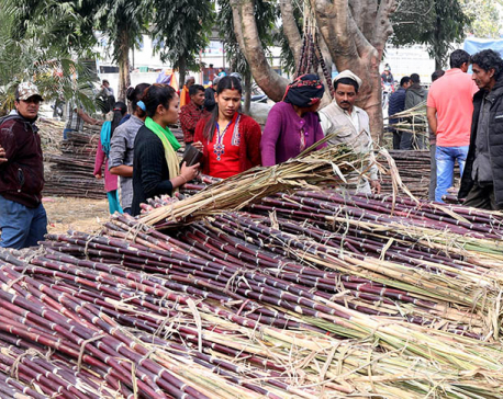 Consumption of sugarcane increases during Maha Shivaratri