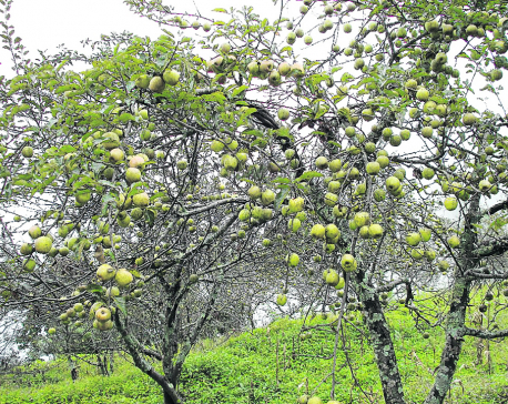 Apples worth millions of rupees rotten due to lack of cartons