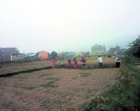 Paddy production in Sindhuli to go up 10%: DADO