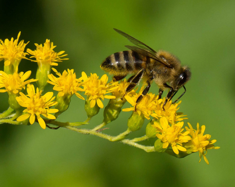 Scientists, researches confirm pesticides harm the bees