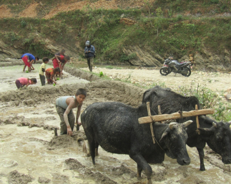 Children from Kumal community engage in agricultural activities