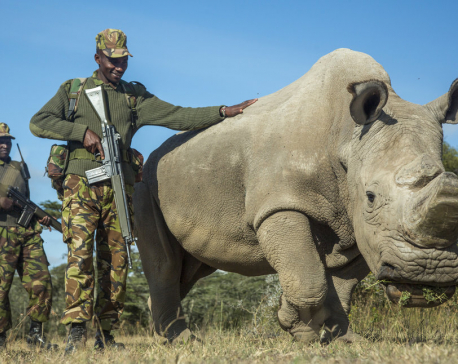 With IVF, the Northern White Rhino May Not Go Extinct