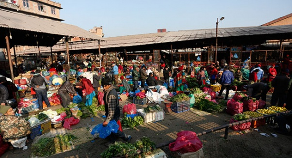 Inedible vegetables found 66 times in Kathmandu over past five years (with video)