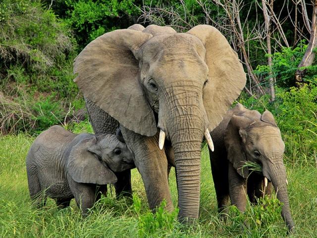 Herd of wild elephants damages paddy crops